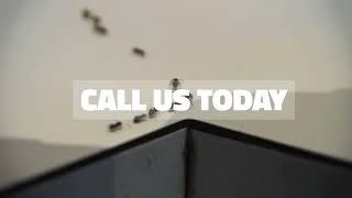 Ant Problems
