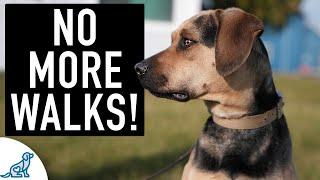 You’re NOT Ready For “Leash Walking” Until Your Dog Can Do THIS!