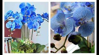 СИНЯЯ ОРХИДЕЯ . СИНИЙ ФАЛЕНОПСИС . РЕАНИМАЦИЯ СИНЕЙ ОРХИДЕИ #blau_orchids #oldenburgru#18