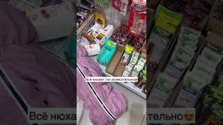 Тэффка выбрала сама себе подарочки️ #глухаясобака #глухаятэффи #dog #собака