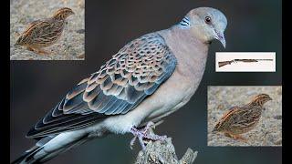 BILDIRCIN VE ÜVEYİK AVI (2024-2025), Quail Hunting, Turtledove Hunting