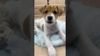 Jack Russell puppy , Japan 