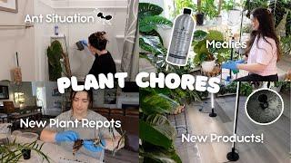 Plant Chores | Ant Infested Moss Poles, New Products & Plant Repots! 