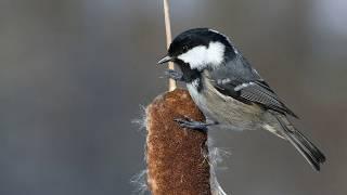 Голоса птиц Как поёт Московка Periparus ater