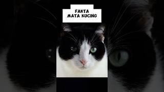 Fakta tentang Mata Kucing #matakucing #faktakucing #shortvideo #faktaunik