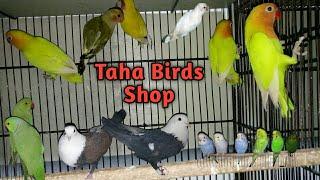 Visit Birds Shop lovebirds albino ringneck & Pigeons shop 13-01-2021 in Bufferzone Birds Market