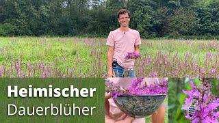 Wunderschöner heimischer Dauerblüher - wichtige Bienen- und Hummelpflanze - Verwendung und Wirkung