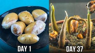 How To Grow Durian Plant From Seeds