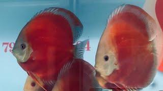 Red Cover / (Blue Rim) July 2020 Chens discus