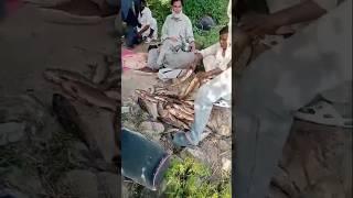 dhan#gali#fishing