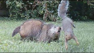 Groundhog charges at squirrel and then harvests a carrot