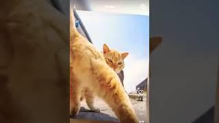 cat video