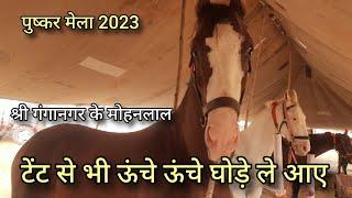 श्रीगंगानगर के लाइन वाले घोड़े | best marwadi horse | pushkar horse mela 2023 | marwadi horse mandi