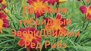 Лилейник гибридный ЭвериДейлили Ред Рибз  обзор: как сажать, саженцы, луковицы лилейника