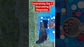 Rook Reacts to Strange Sound! Will It Overcome Its Fear? #crowtraining