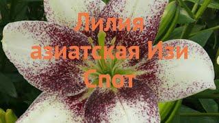 Лилия азиатская Изи Спот (lilium asiatic easy spot)  обзор: как сажать, луковицы лилии Изи Спот