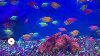 Aquarium Motley Fish Underwater beauty relax sound #relax #meditationmusic  #relaxingmusic