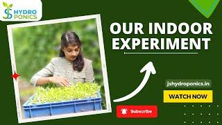 Indoor Lettuce Growing (Our Experiment) ; Contact @9300756573; #JS_Hydroponics