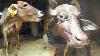 animal video | cow and buffalo video #cow #baffalo #animals #animals #animal