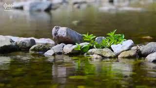 Kaka Relaxing Music~Relaxing Music 247, Sleep Music, Stress Relief Music, Spa, Meditation, Yoga 9