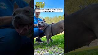 Adopt Skye! ️ #dog #adopt #love #youtube #youtubeshorts #pitbull #staffordshireterrier