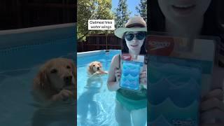 he looks like the toughest kid in swim club #PoolTime #waterwings #funnydog