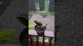 calathea Pin-stripe #youtubeshorts #viral #earth #plant #malayalam #viralshorts #10ml #ten10ml