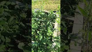 WE DID IT!!  #farmlifebestlife #homestead #homesteader #garden #food #green #happy #love