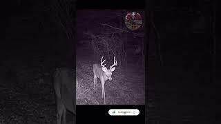 Texas Monster Depleted By Rut #trailcam #cacería #deerhunting #bigbucks #texas #rancho  #bowhunting