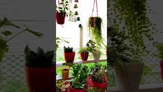 Beautiful Terrace Garden Makeover | Plants Decor | Kanishka Hi-Tech Nursery | Greater Noida