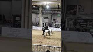  "Dance of the White Horses: Spectacular Horse Exhibition in Verona"  #travelitaly #travel #italy