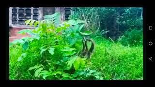 Sneak# smart Tv nature 87