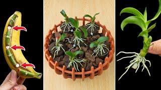 Miracle of this pill, Helps you propagate all kinds of orchids easily