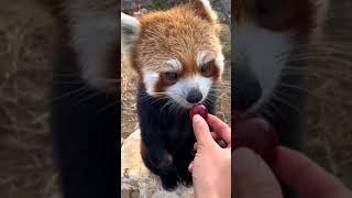 I'm very obedient. Please give me all the grapes. -TikTok littlepanda6487 |  #shorts