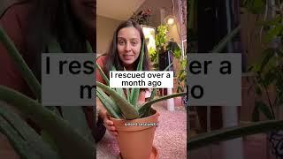 When do I water my aloe plant? #plantcare #aloevera #wateringplants #plants