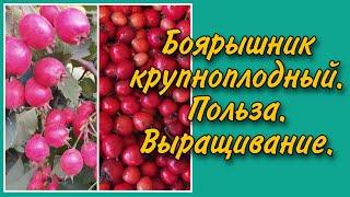 Боярышник крупноплодный.Польза. Выращивание .