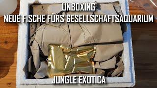 Unboxing: Neue Fische von Zierfische-Direkt fürs Gesellschaftsaquarium | Jungle Exotica