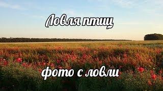 Ловля птиц