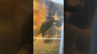 Turtle eats a freeze dried shrimp  ! #turtle #shrimp