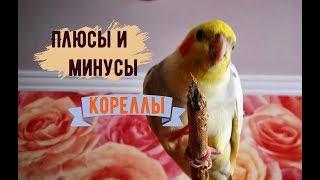 МИНУСЫ И ПЛЮСЫ СОДЕРЖАНИЯ КОРЕЛЛЫ. Стоит ли заводить кореллу?