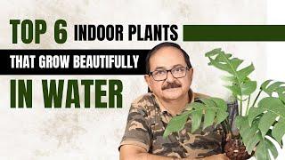 Top 6 Indoor Plants That Can Grow Beautifully In Water I 6 इंडोर पौधे जो आप पानी में उगा सकते हैं I