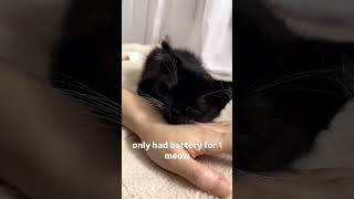 Funny animal videos I found on Instagram and Tiktok #shorts #funnyanimals #cat #funnypets #funny