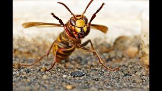 Strange Fight Between Wasps and Hornets. Wonderful video.