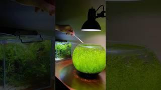 Cleaning my fish bowl aquarium #aquarium #aquascape #fishtank #plantedtank #plants #fishbowl