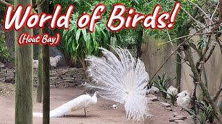 World of Birds, Hout Bay! S1 – Ep 526