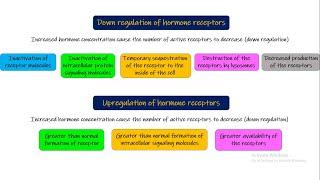 Location of hormone receptors, Down regulation, Up regulation of receptors. Chapter 75 part5. Guyton