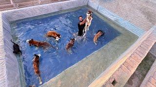 Dogs Swimming Pool Party 