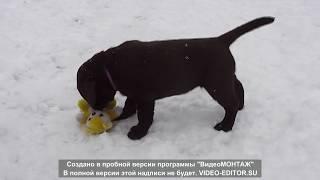 labrador puppy You're Beautiful Kiss of Skies