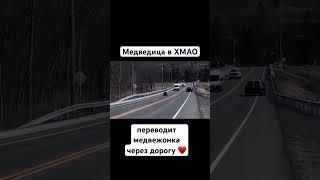 Медведица в ХМАО