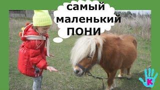  БЕЛОГРИВЫЕ ЛОШАДКИ пони-клуб Кентаврик /The smallest ponies in the pony club